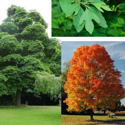 Sassafras (Sassafras albidum)