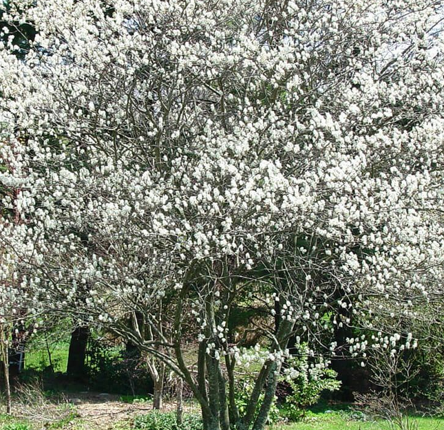 Serviceberry, Allegheny (Amalanchier laevis)
