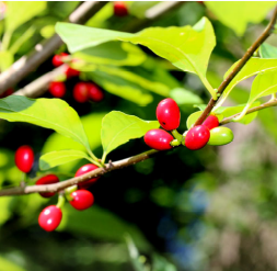Spicebush (Lindera benzoin)