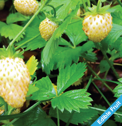 Woodland Strawberry, 'White Soul' (Fragaria vesca 'White Soul')