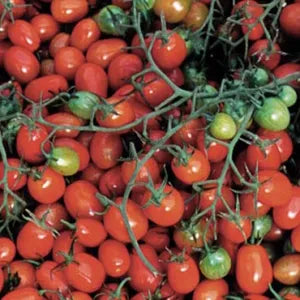 Tomato, Cherry Roma
