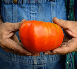 Tomato - Classic Beefsteak