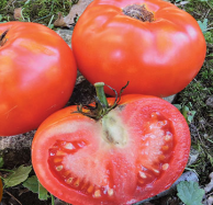 Tomato, Livingston's Paragon