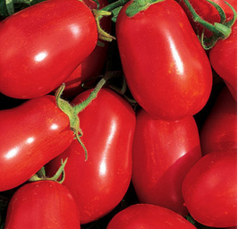 Tomato, Roma