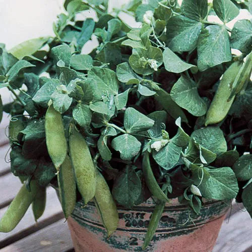 Pea - Tom Thumb