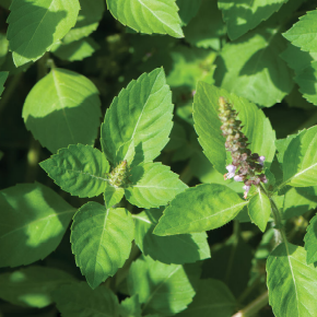 Tulsi, Holy Basil