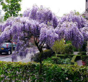 Wisteria
