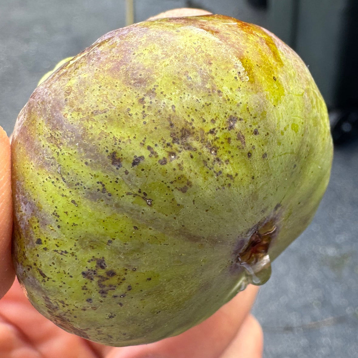Fig 'Smith'