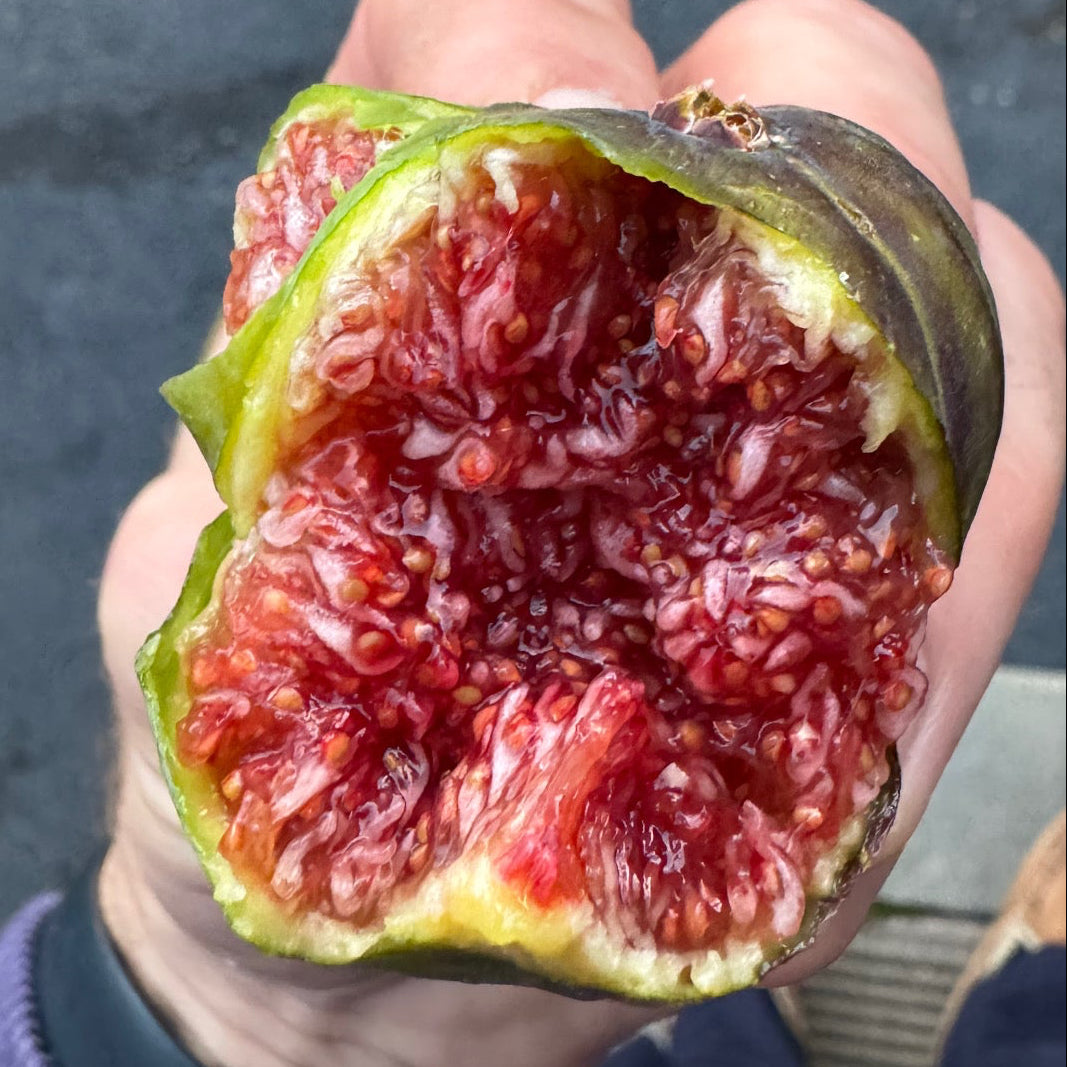 Fig 'Smith'