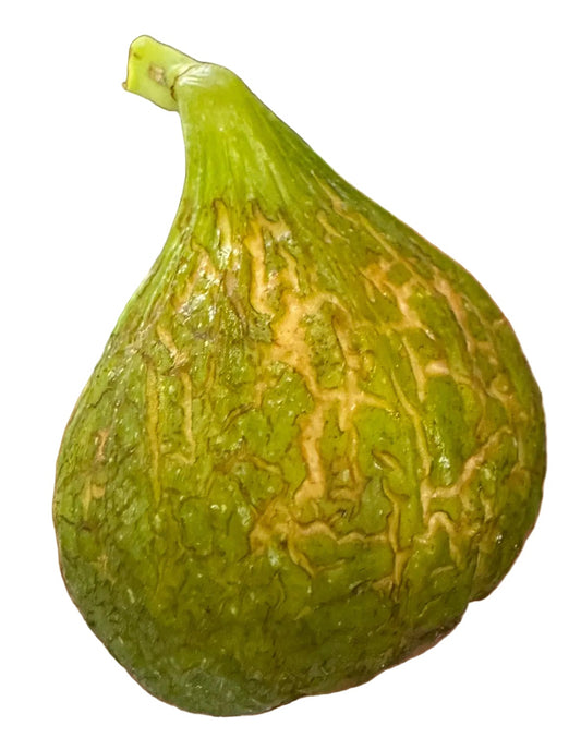 Fig 'Unk CV Adriatic'