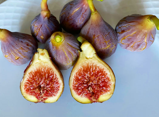Fig 'Celeste'