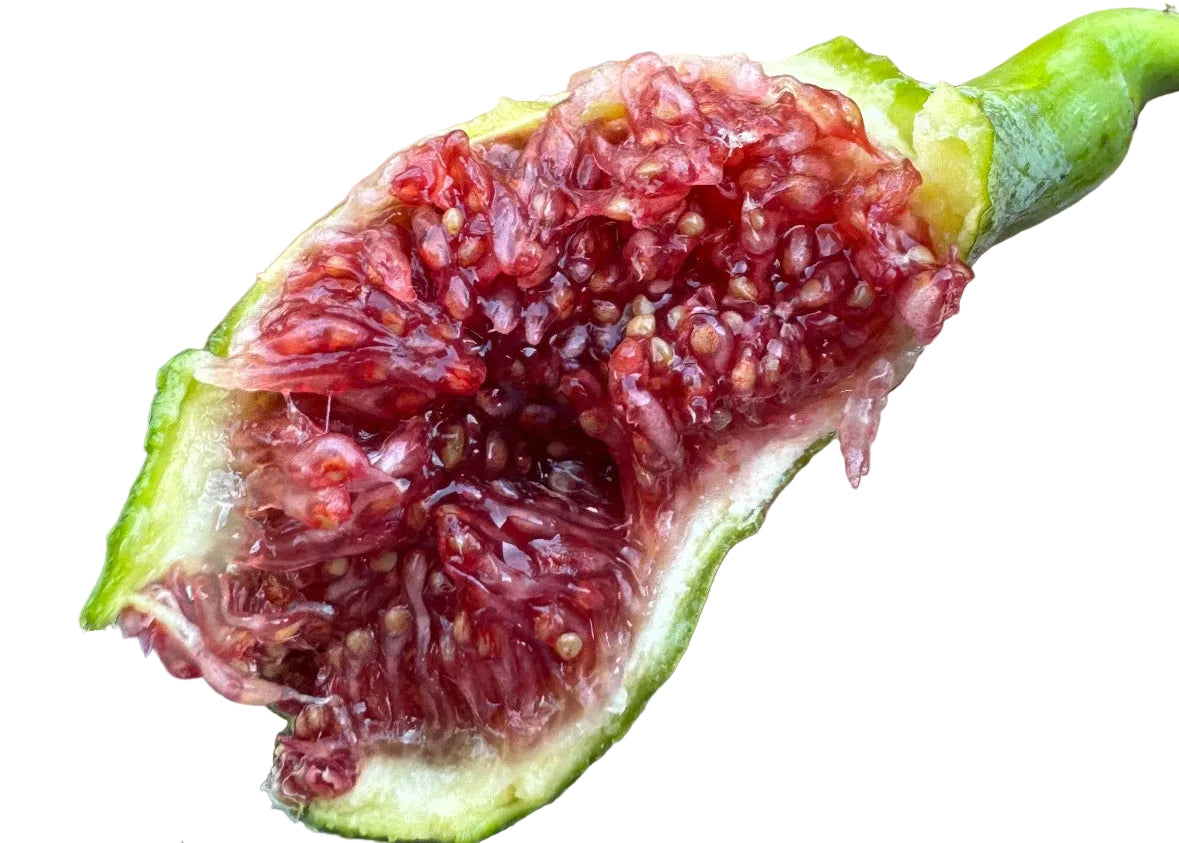 Fig 'Angelito'
