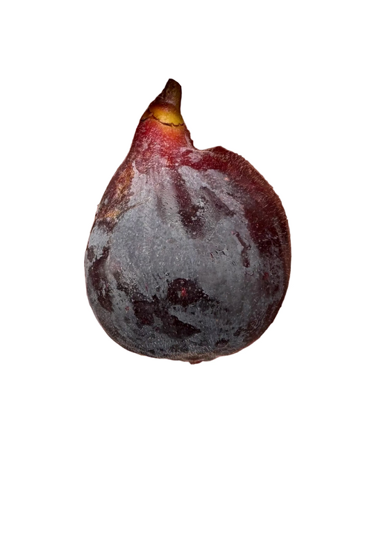Fig 'Unk Cuyahoga'