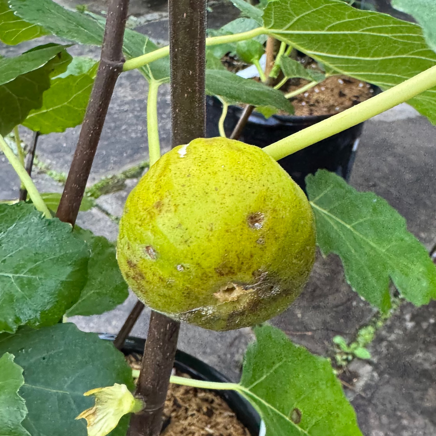 Fig 'Italian White'