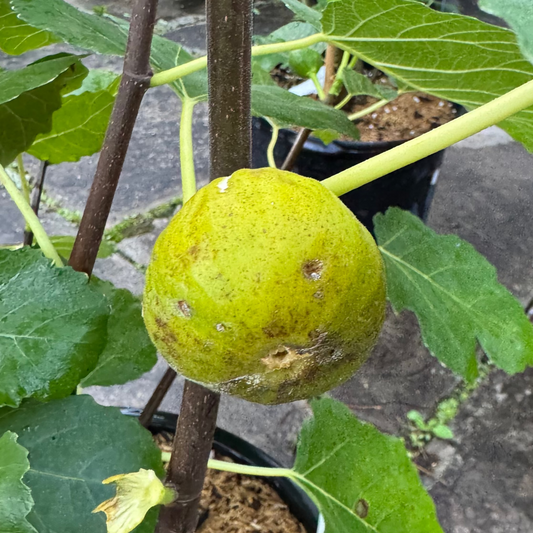 Fig 'Italian White'