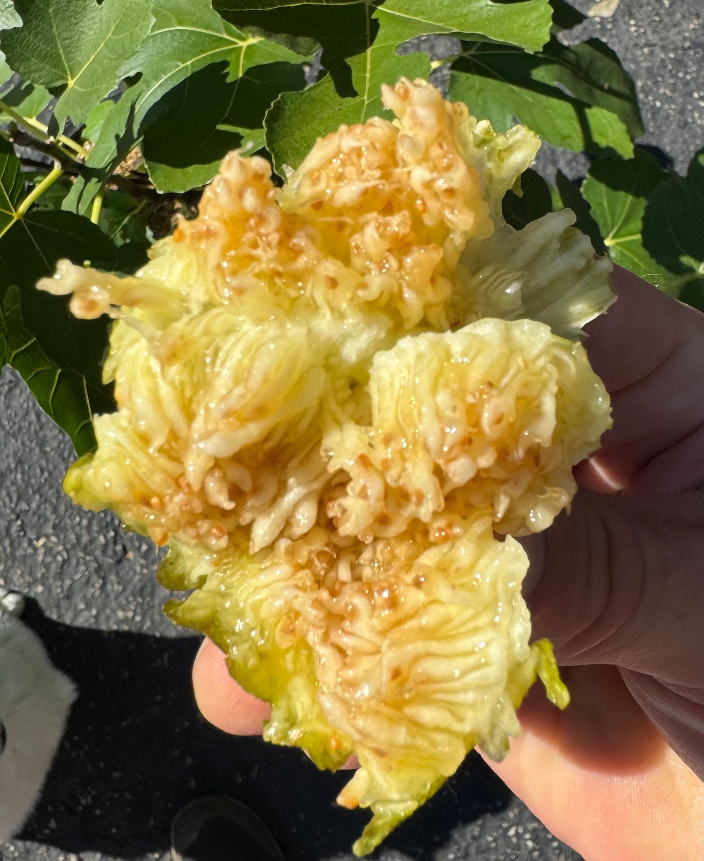 Fig 'Italian White'