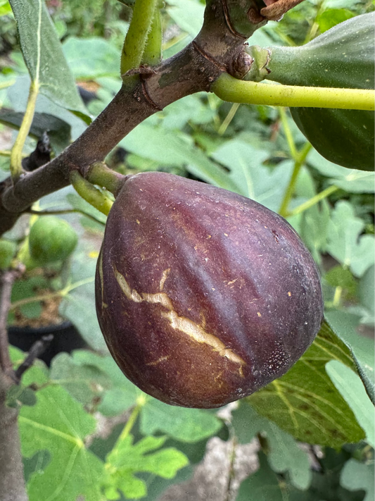 Fig 'Chicago Hardy'