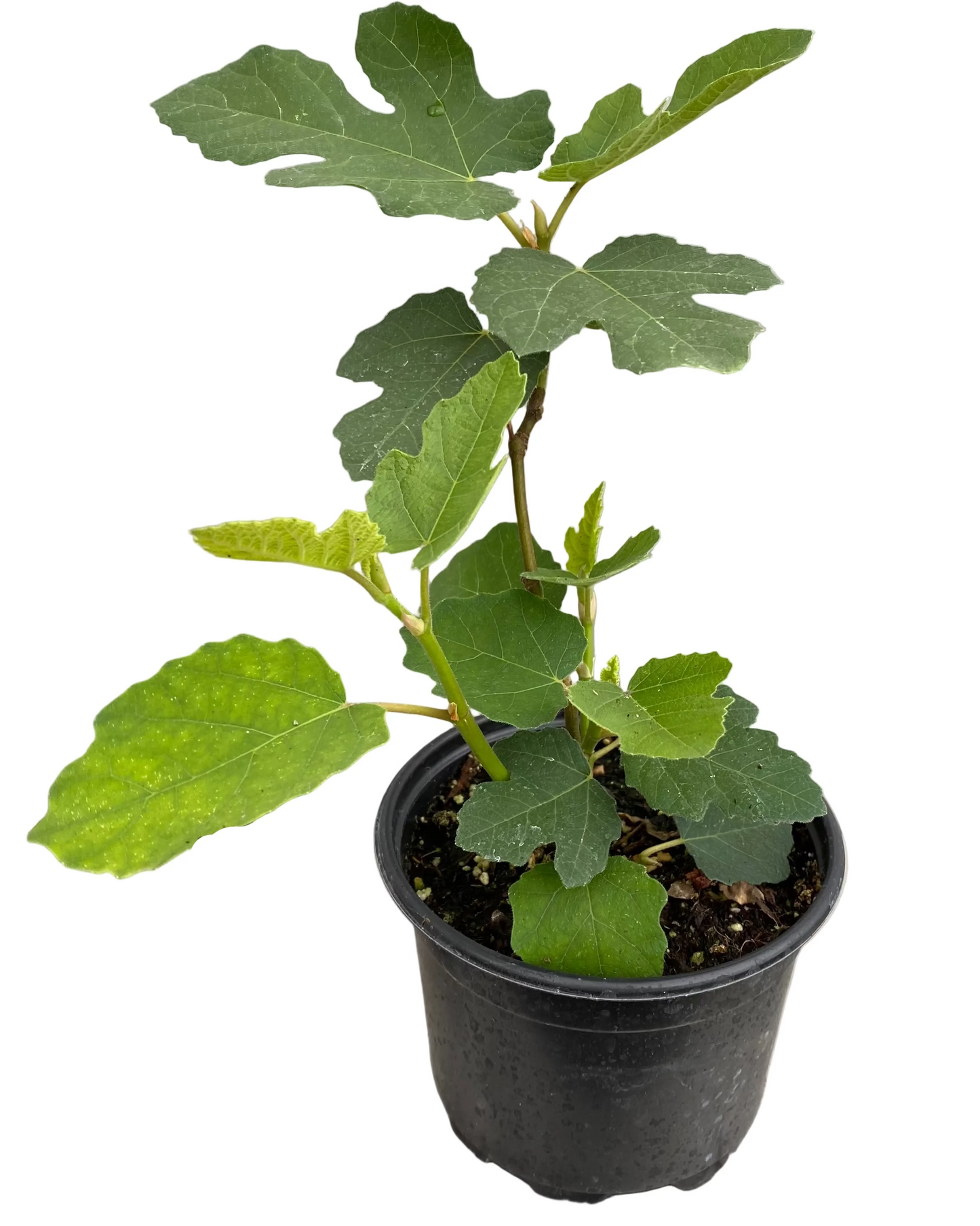 Fig 'Smith'