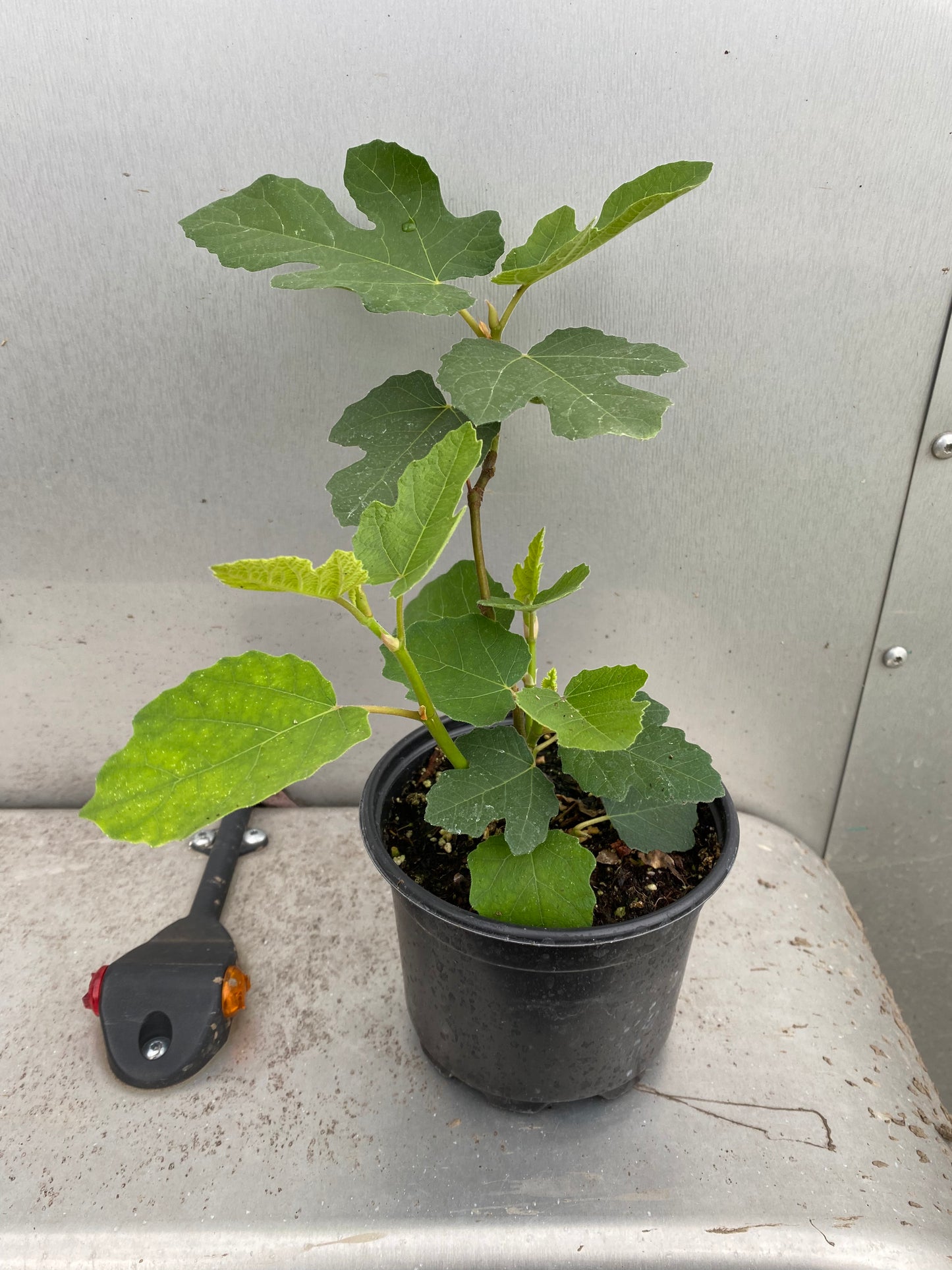 Fig 'Italian White'