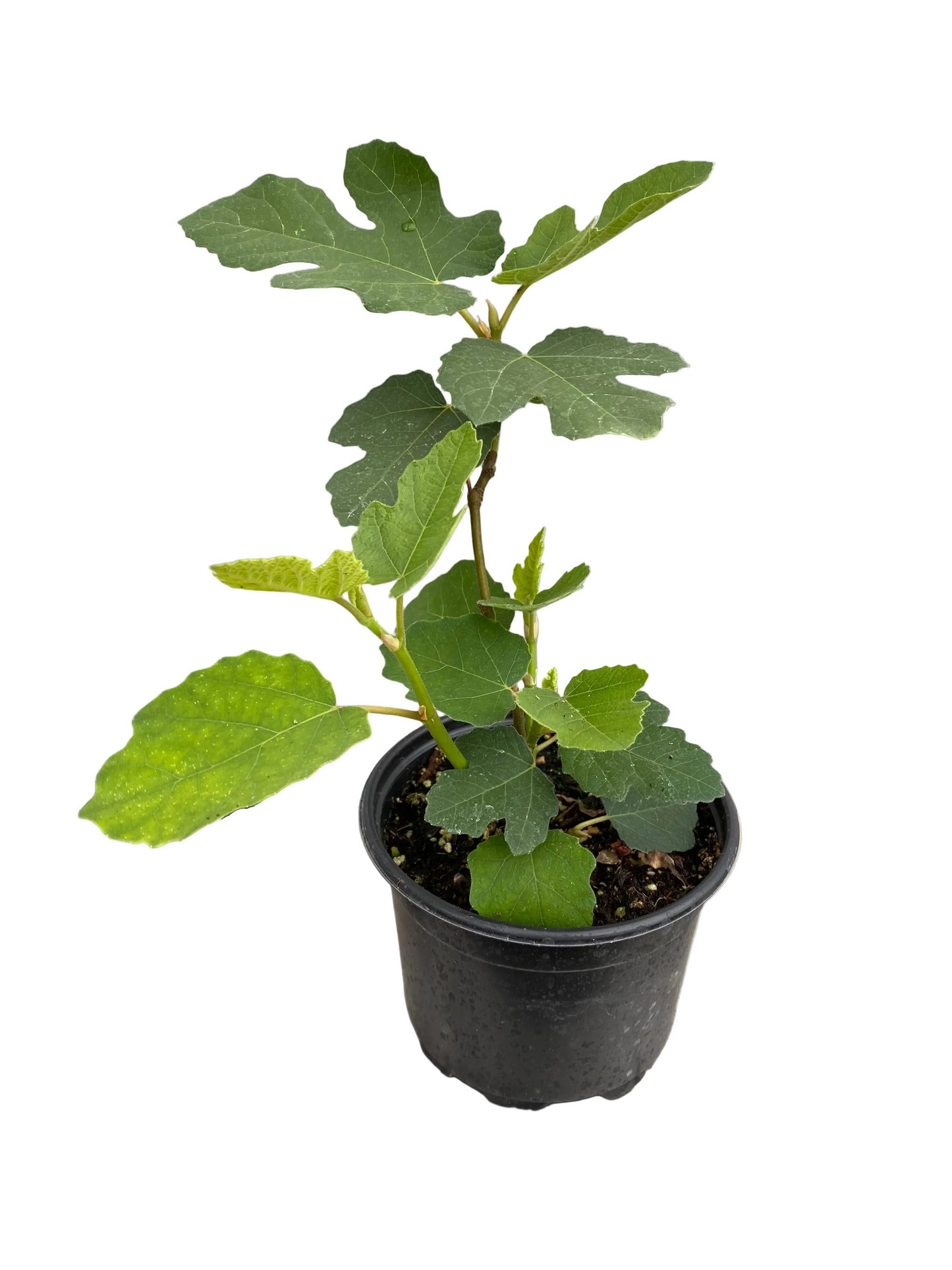 Fig 'Angelito'
