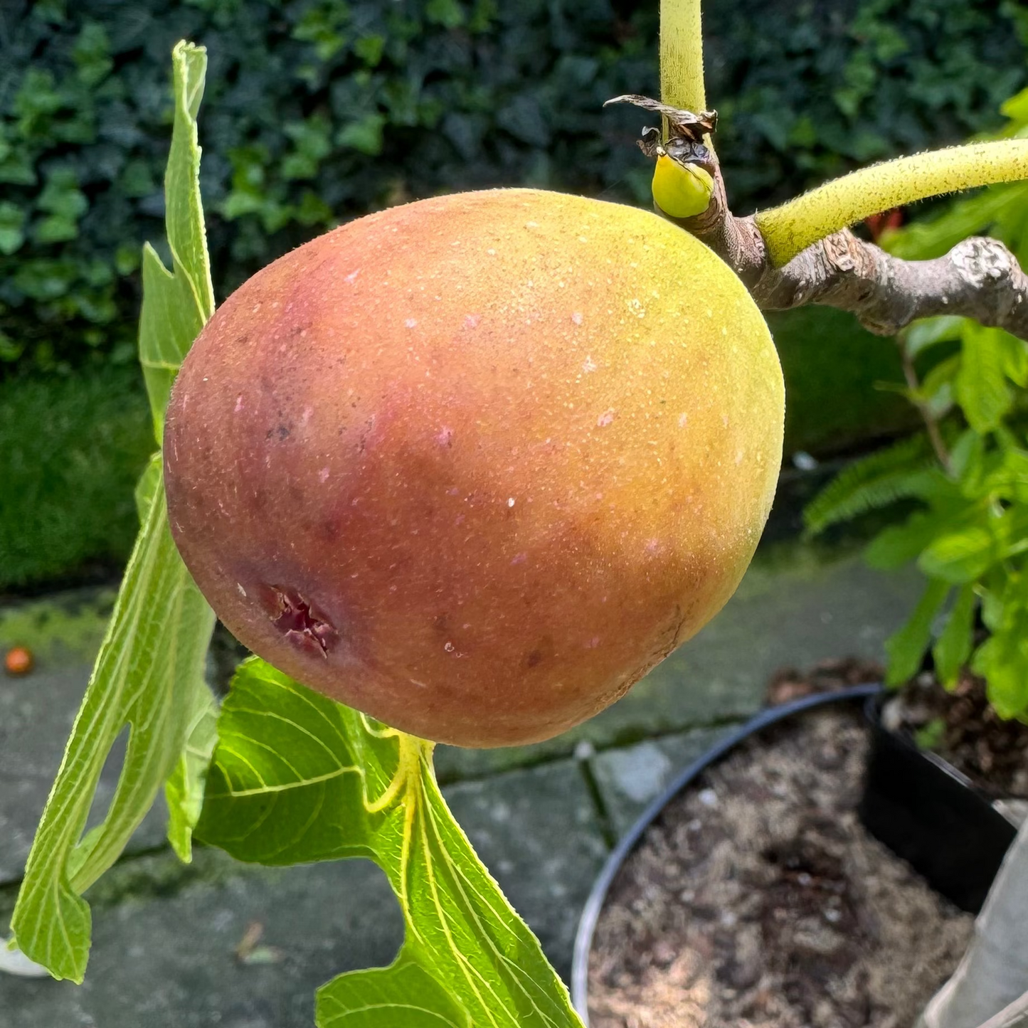 Fig 'Paradiso Genova JM'