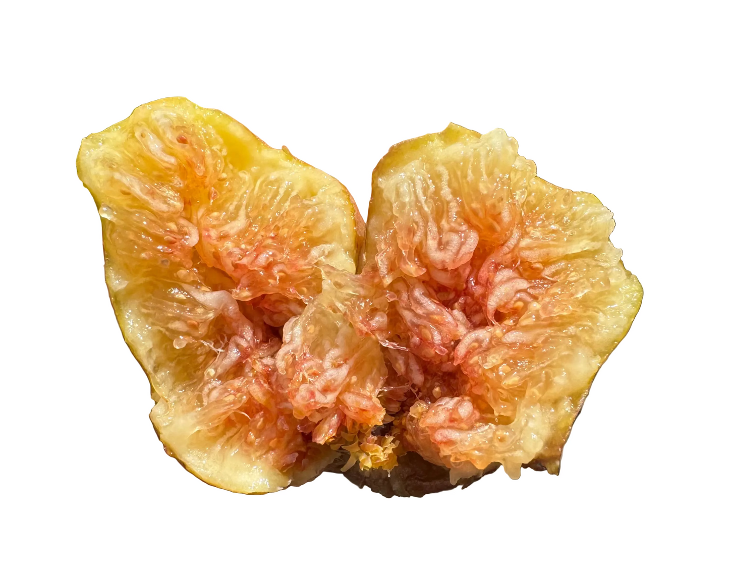 Fig 'Paradiso Genova JM'