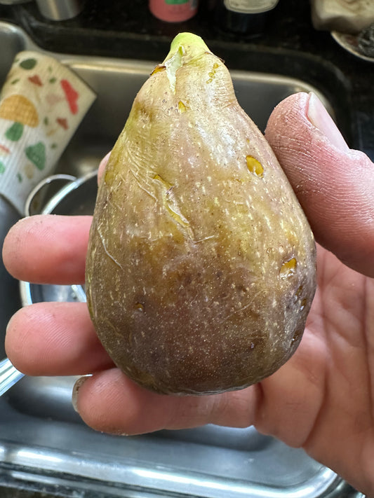 Fig 'Paradiso Genova JM'