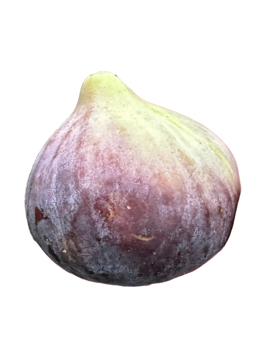 Fig 'I-258'