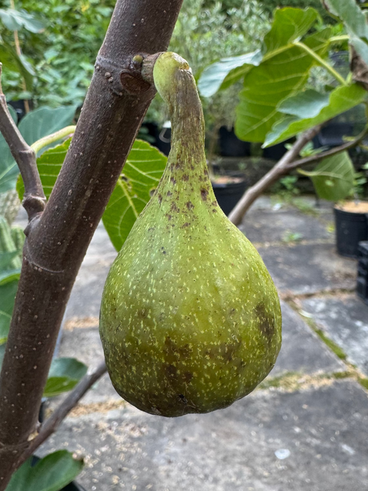 Fig 'Angelito'