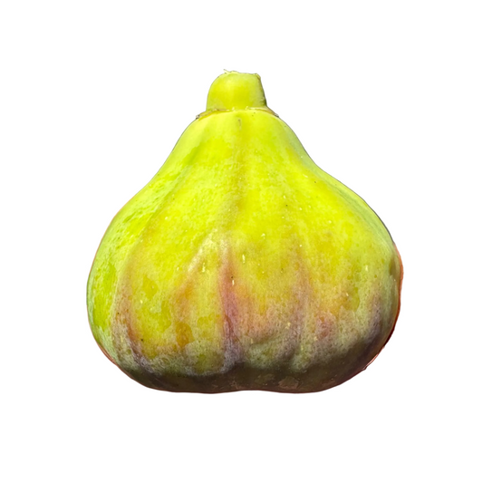 Fig 'Smith'