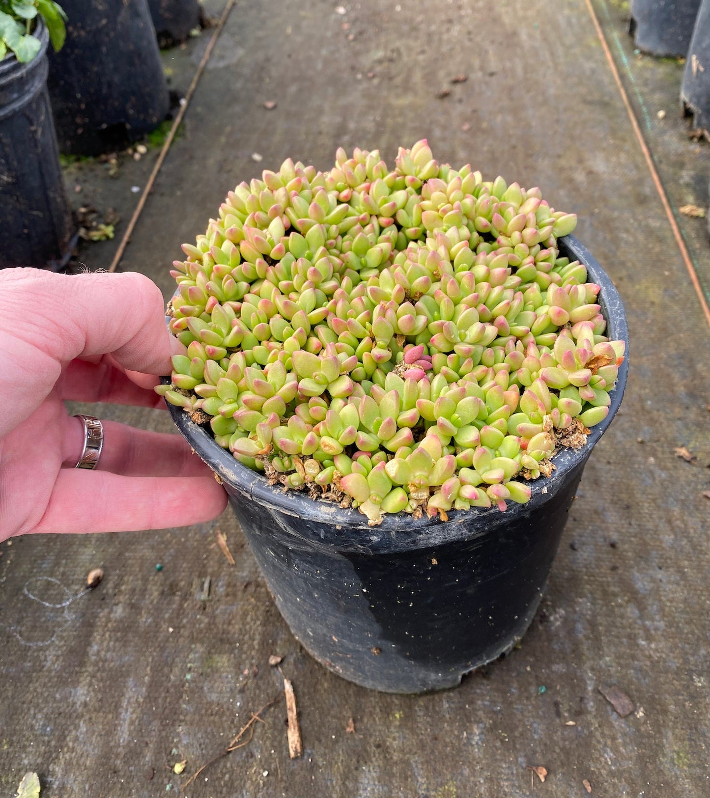 Ice Plant (Yellow Flower) - Cold Hardy (Delosperma nubigenum)
