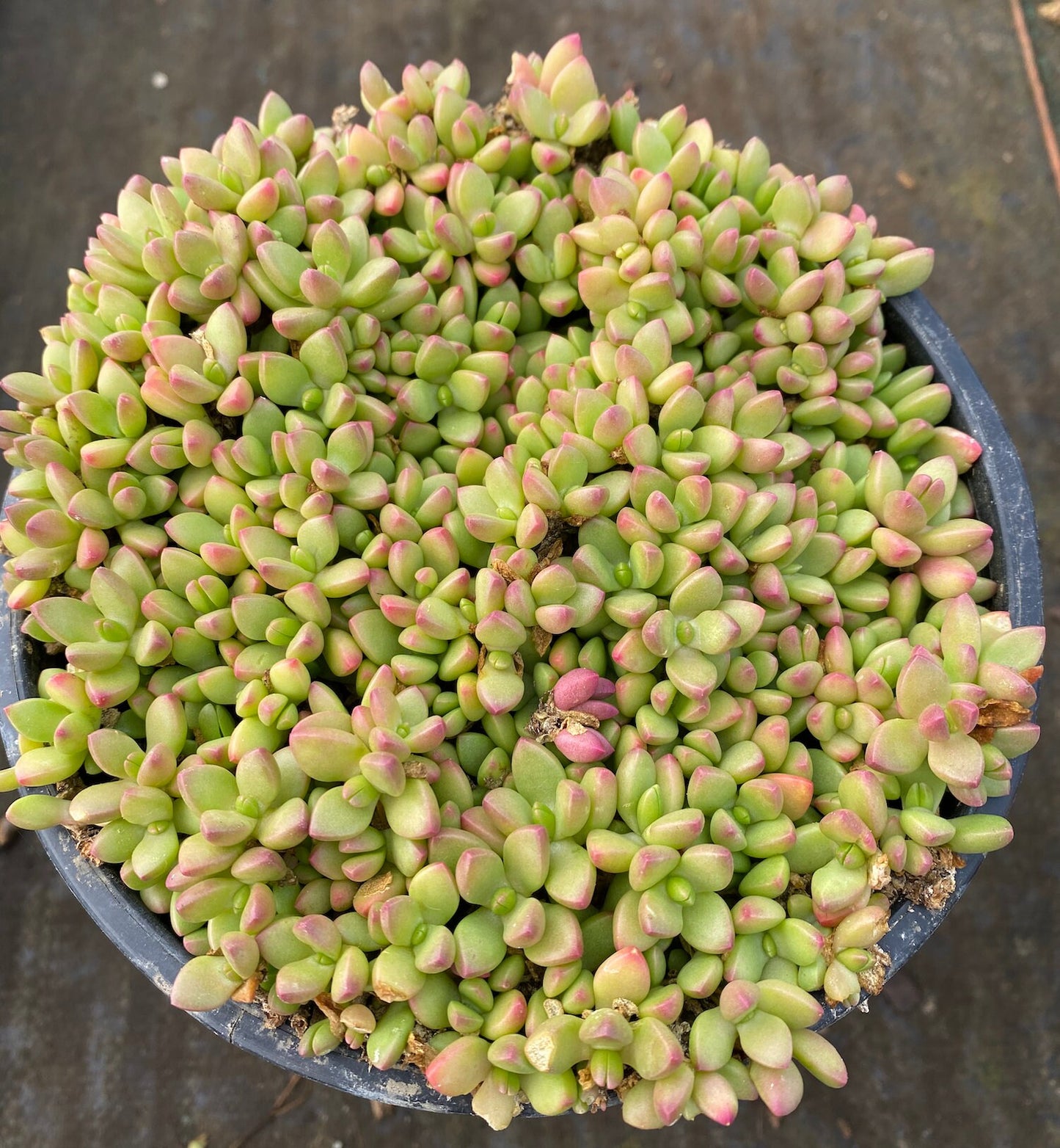 Ice Plant (Yellow Flower) - Cold Hardy (Delosperma nubigenum)
