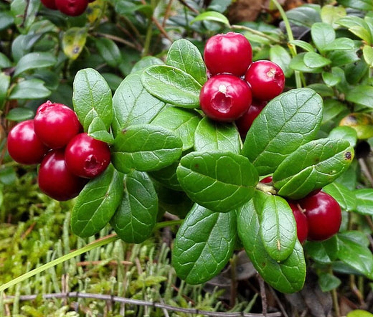 Lingonberry, 'Red Candy' (Vaccinium vitis-idaea 'Red Candy')