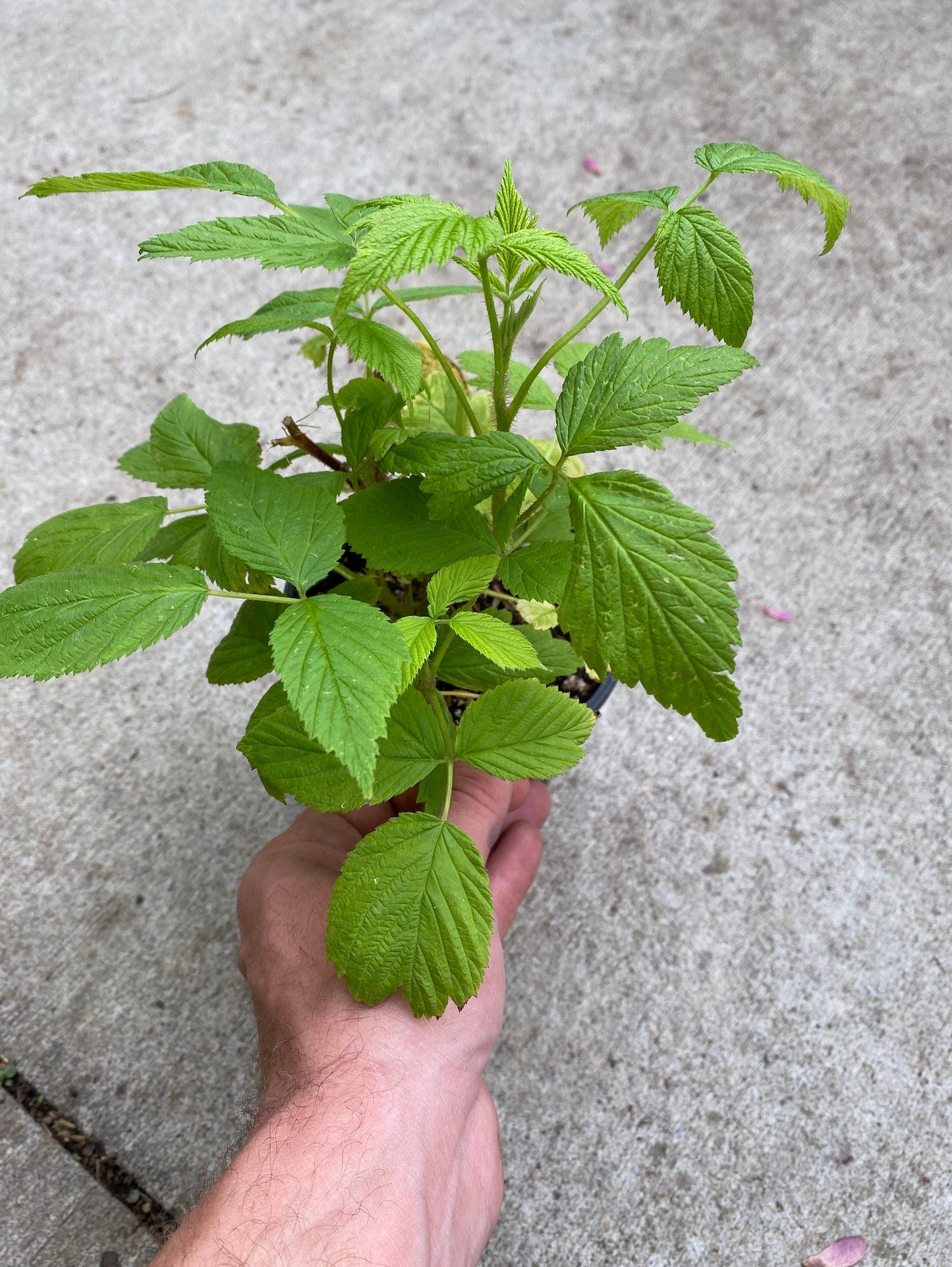 Raspberry, 'Fall Gold' (Rubus idaeus 'Fall Gold')