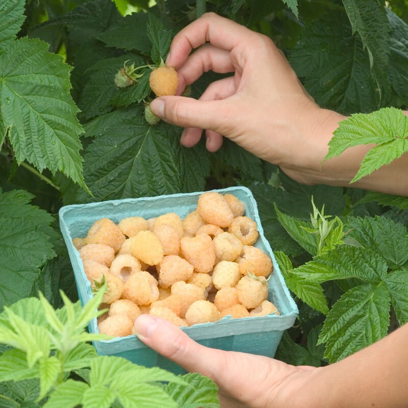 Raspberry, 'Fall Gold' (Rubus idaeus 'Fall Gold')