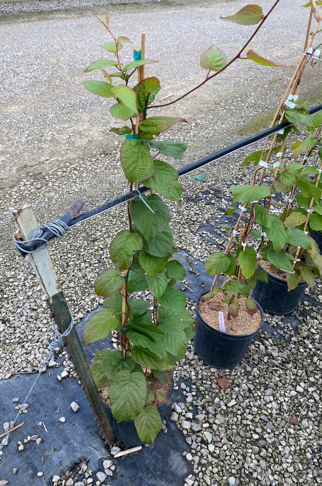 Kiwi, Hardy - 'Red Beauty'  (Female)