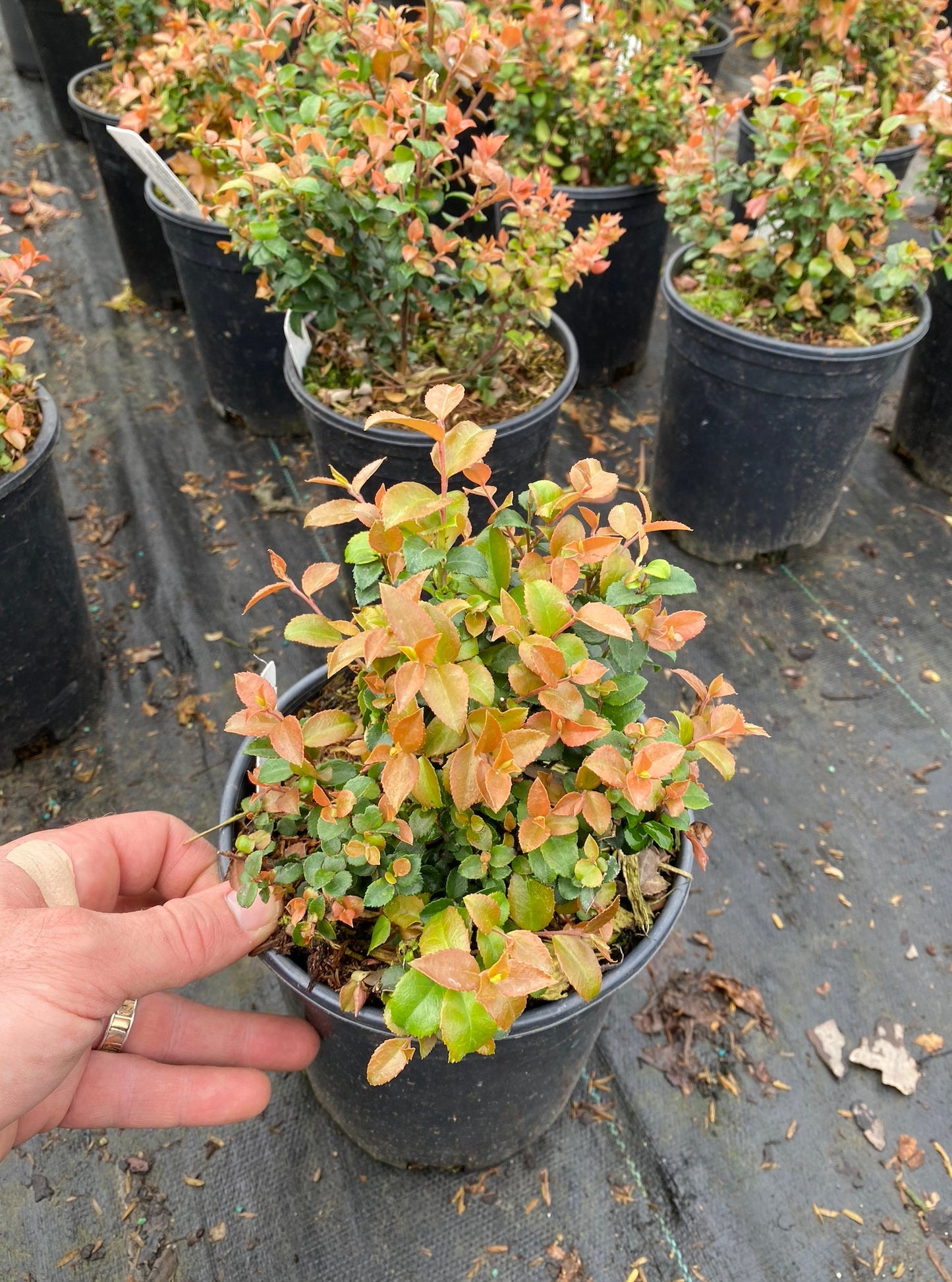 Evergreen Huckleberry (Vaccinium ovatum)