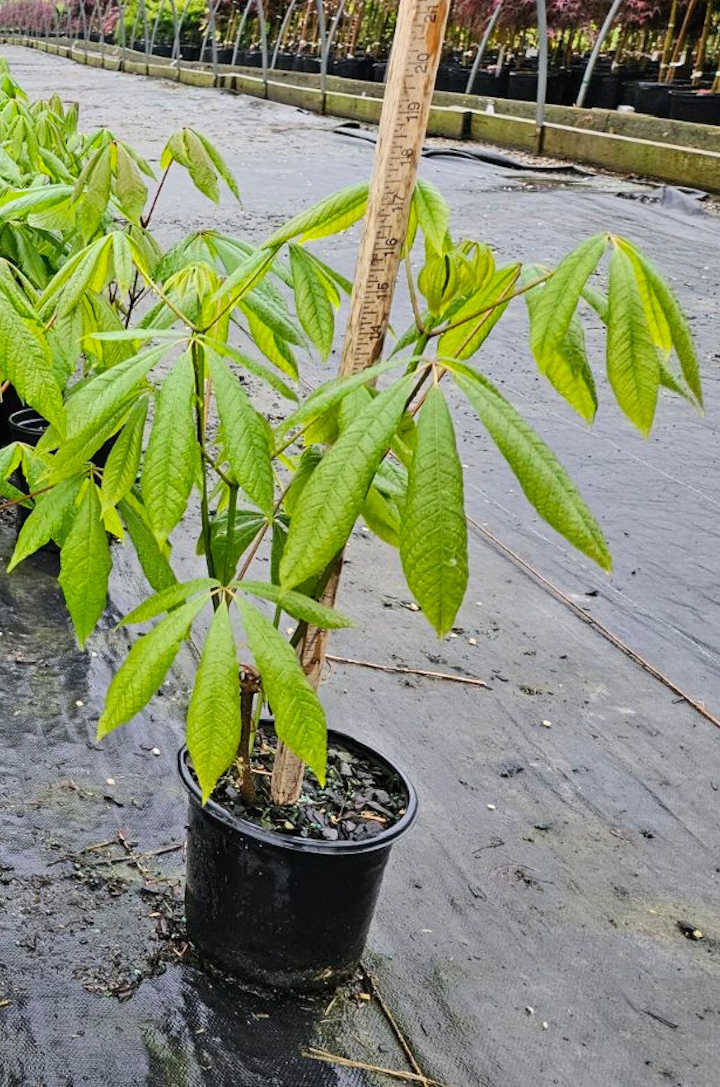 Bottlebrush Buckeye (Aesculus parviflora)