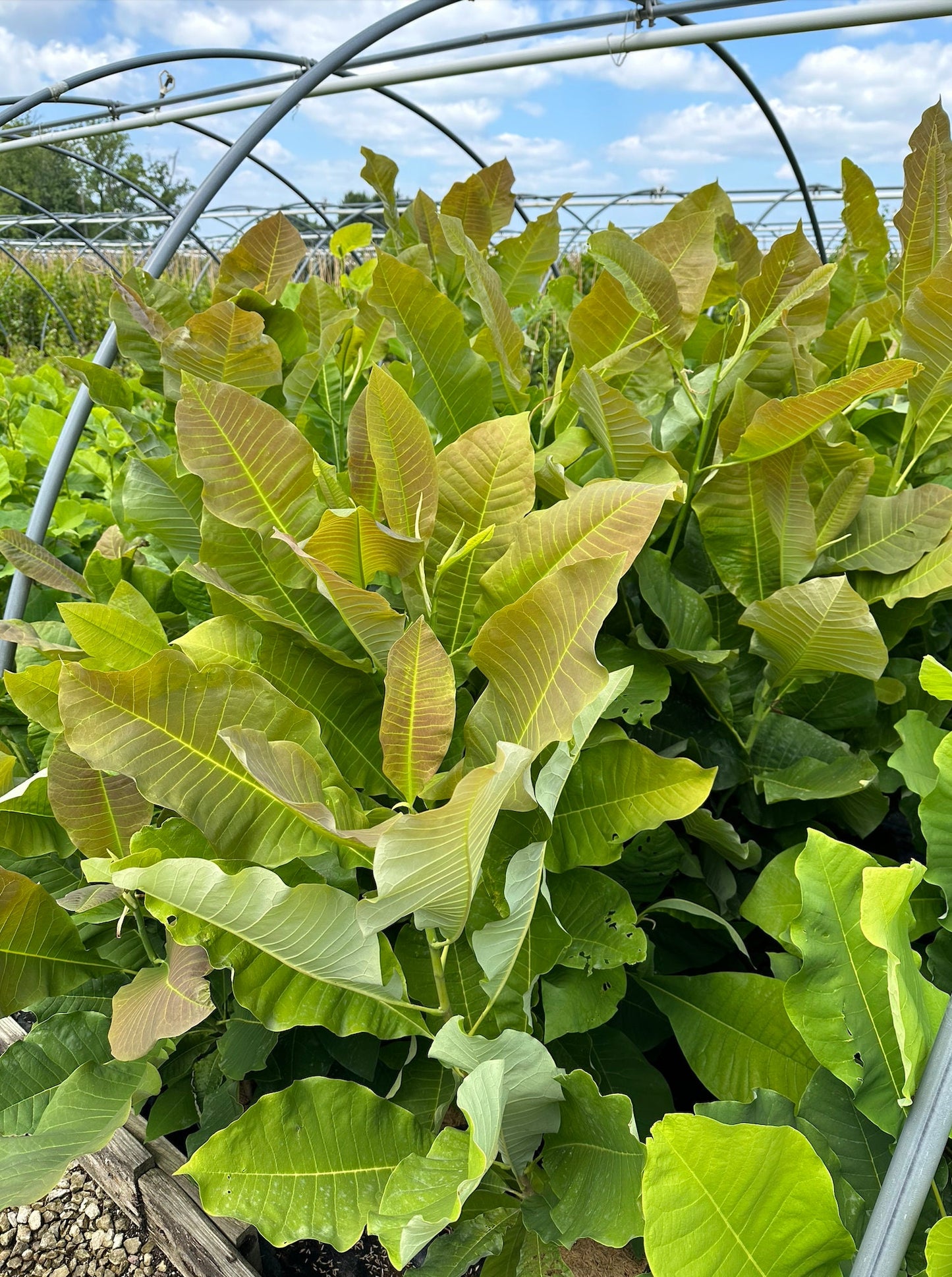 Magnolia, Umbrella (Magnolia tripetala)