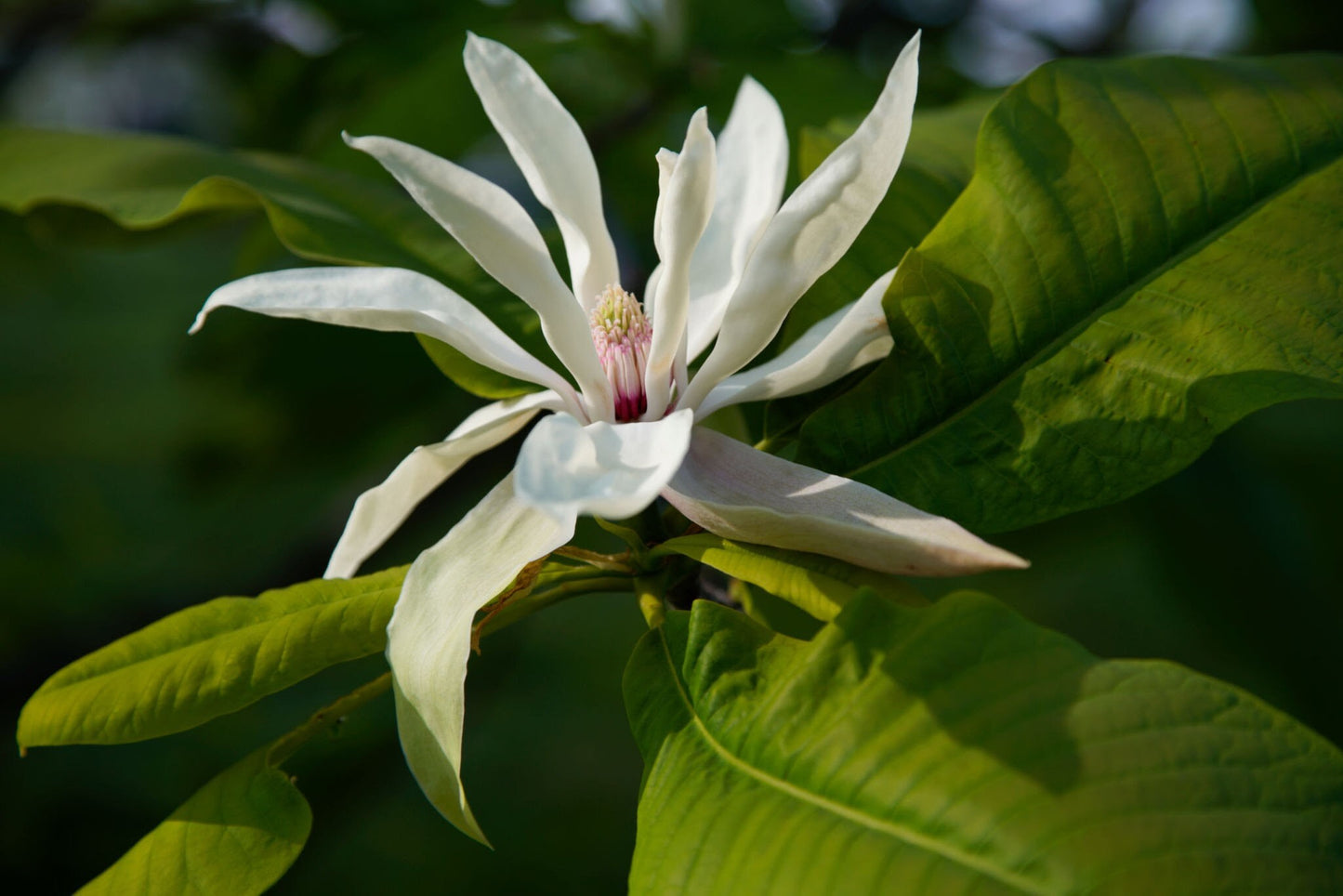 Magnolia, Umbrella (Magnolia tripetala)