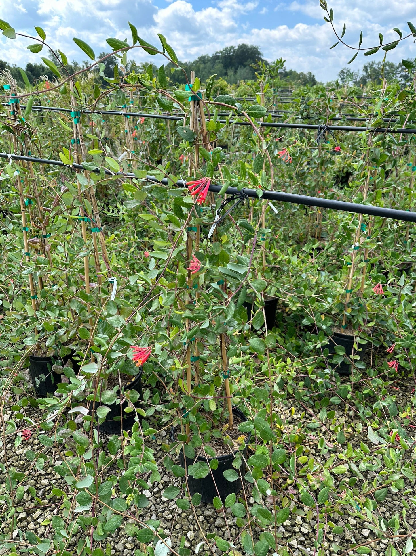 Blanche Sandman' Coral Honeysuckle (Lonicera sempervirens 'Blanche Sandman')