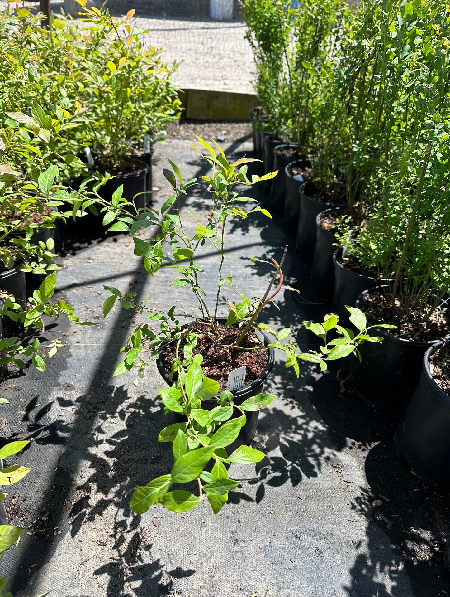 Blueberry, 'Pink Lemonade' (Vaccinium x 'Pink Lemonade')