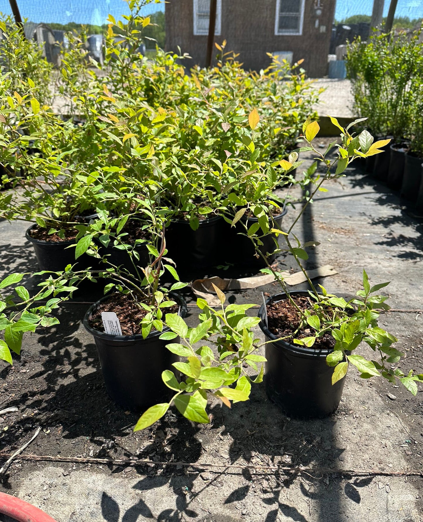 Highbush Blueberry, 'O'Neal' (Vaccinium x 'O'neal')