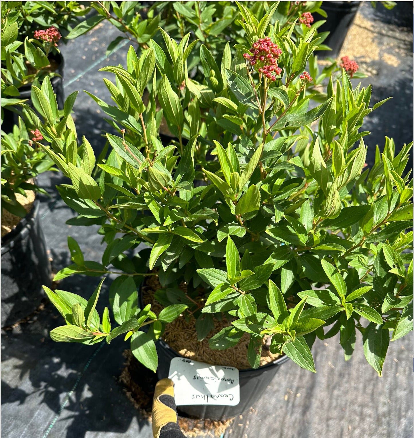 New Jersey Tea (Ceanothus americanus)