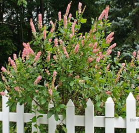 Summersweet, 'Ruby Spice' (Clethra alnifolia 'Ruby Spice')