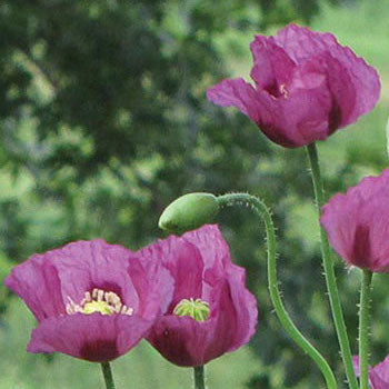 Poppy, Hungarian Blue Breadseed