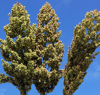 Sorghum, Sand Mountain