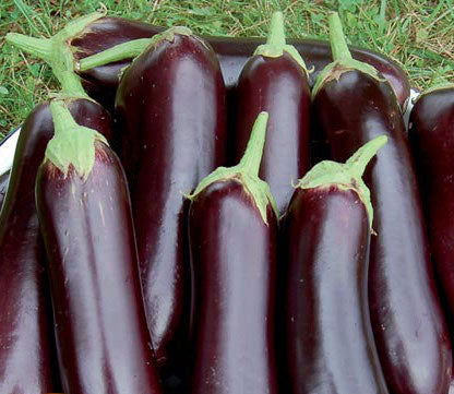 Eggplant, Diamond