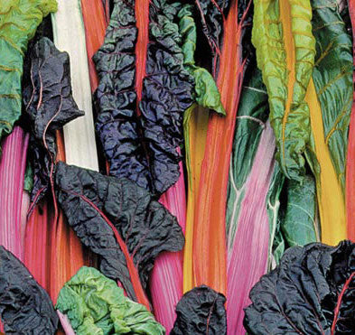 Color Chard Swiss Chard, Five Color Silverbeet – Western Reserve Heritage Seed Co.