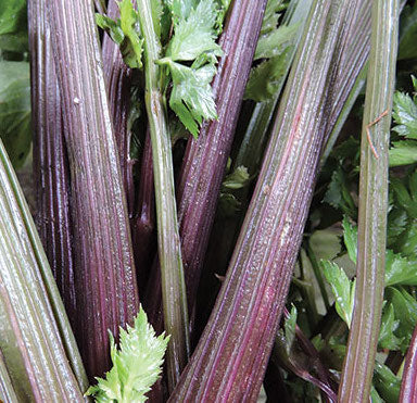 Celery, Pink Plume